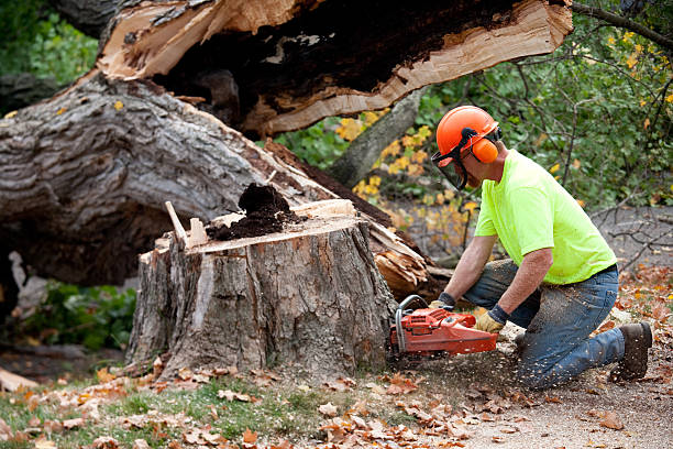 How Our Tree Care Process Works  in  Flora, IL